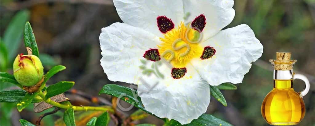 Benefici per petrolio Absolute Labdanum (Rock Rose)